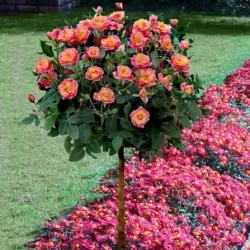 Galati - Escorta Sexy - Pt mai multe detalii contactează mă.  Galați. 