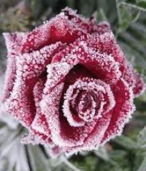 Escorte Sexy - Galati - Primesc la mine in locație.  Program de zi.  Pt 
 O relaxare.  Contactează mă pt detalii , servicii.  Folosesc și whatsapp.  Poza reală.  Preț accesibil.  Galați.  Am dreptul de a mi selecta clientela. 